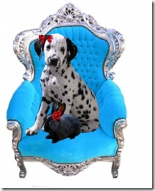 Strijkapplicatie Dalmatier in stoel